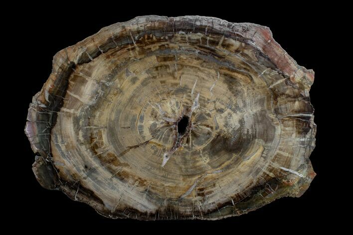 Petrified Wood (Araucaria) Round - Madagascar #170441